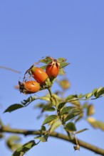Ripe rosehip fruit of the dog rose (Rosa canina) on a branch, in front of a blue sky, Wilnsdorf,