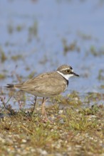 Little Ringed Plover (Charadrius dubius) adult bird standing on the lakeshore, Lake Neusiedl