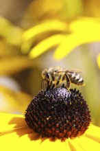European honey bee (Apis mellifera), collecting nectar from a flower of the yellow coneflower