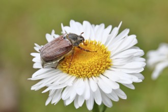 Cockchafer, field cockchafer (Melolontha melolontha), female on a flower of a daisy (Leucanthemum