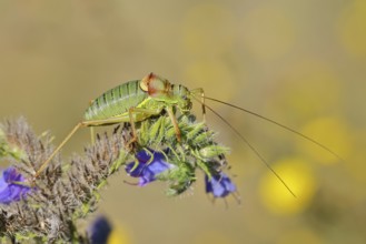 Steppe saddle grasshopper, steppe saddle grasshopper (Ephippiger ephippiger), male, on Viper's