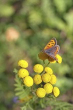 Small copper (Lycaena phlaeas) on a flower of the tansy or worm fern (Tanecetum vulgare),