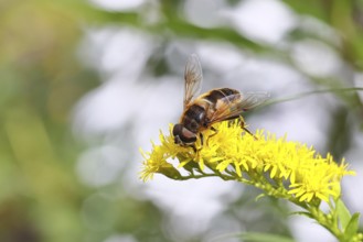 Dung bee (Eristalis tenax), collecting nectar from a yellow goldenrod (Solidago) flower, North