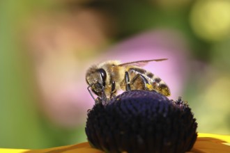 European honey bee (Apis mellifera), collecting nectar from a flower of the yellow coneflower