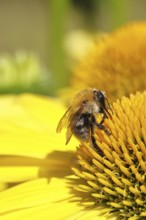Field bumblebee (Bombus pascuorum), collecting nectar on a coneflower (Echinacea), close-up,