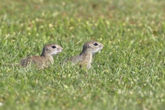 European ground squirrel (Spermophilus citellus) two animals in a meadow, Burgenland Austria
