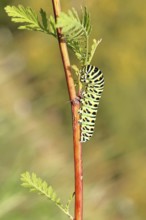 Swallowtail caterpillar (Papilio machaon), caterpillar sitting on Wild carrot (Daucus carota),