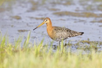 Black-tailed godwit (Limosa limosa) walking in shallow water in a bog, snipe birds, wildlife,
