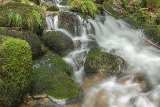 Water in a stream flows across moss-covered rocks. The scene is set in the forest in spring, with