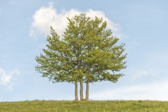Isolated trees on the top of the Vosges mountains. france