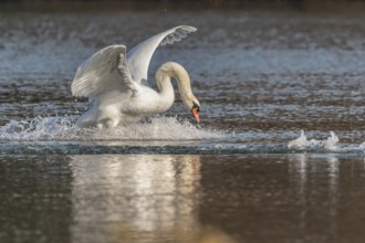 Swan spreads his wings as he flees from the pond. The water splashes around him. It is a lively