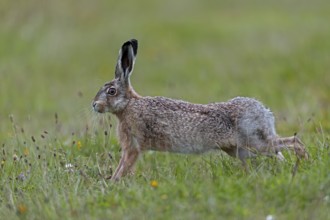 Anyone observing the behaviour of brown hares (Lepus europaeus) will notice recurring patterns of
