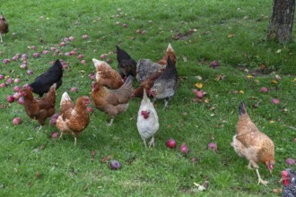 Chickens (Gallus gallus domesticus) in a meadow with fallen apples (Malus), Morschreuth, Upper