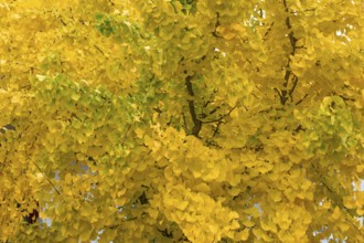 Yellow, autumn-coloured leaves from the ginkgo tree (ginkgo biloba), Franconia, Bavaria, Germany