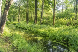 Canal or Spreewaldfließ in the Spreewald near Lübbenau/Spreewald, Brandenburg, Germany