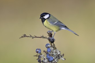 Great tit (Parus major), sitting on a branch in a blackthorn bush, (Prunus spinosa), sloes, with