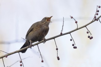 A female blackbird (Turdus merula) with a berry in her beak sitting on a branch in autumnal