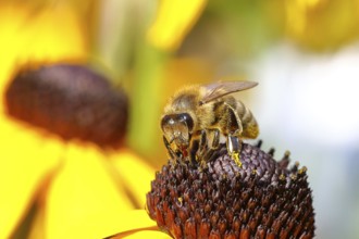 European honey bee (Apis mellifera), collecting nectar from a flower of the yellow coneflower