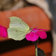 Lemon butterfly (Gonepteryx rhamny) on crown campion (Lychnis coronaria), in a nature garden,