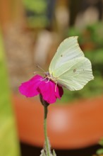 Lemon butterfly (Gonepteryx rhamny) on crown campion (Lychnis coronaria), in a nature garden,