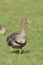 White-fronted goose (Anser albifrons), standing in a meadow in the wintering area, wildlife,