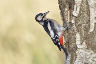 Great spotted woodpecker (Dendrocopus major), female, foraging on the trunk of a common birch