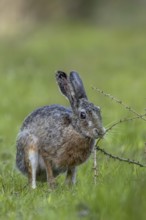 An obviously interesting scent on a larch branch lying on the ground makes the brown hare (Lepus