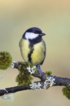 Great Tit (Parus major), sitting on a branch overgrown with moss and lichen, Wildlife, Animals,