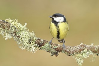 Great Tit (Parus major), sitting on a branch overgrown with moss and lichen, Wildlife, Animals,
