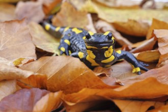Fire salamander (Salamandra salamandra), in a beech forest on autumn leaves, autumn, Wilnsdorf,