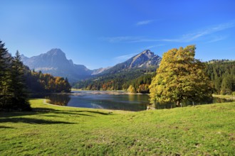 Autumn-coloured sycamore maple (Acer pseudo plantanus), at Obersee, Näfels, Canton Glarus,