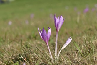 Autumn crocus (Colchicum autumnale), half-opened flowers in a meadow, endangered, protected