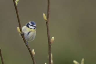 Blue tit (Cyanistes Caeruleus) adult garden bird on a Magnolia tree branch in spring, England,