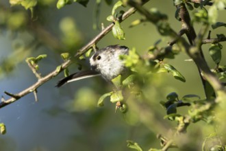 Long tailed tit (Aegithalos caudatus) adult bird in a hedgerow in summer, England, United Kingdom