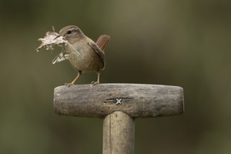 Eurasian wren (Troglodytes troglodytes) adult garden bird on a fork handle with nesting material in