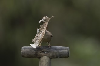 Eurasian wren (Troglodytes troglodytes) adult garden bird on a fork handle with nest material in