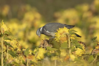 Wood pigeon (Columba palumbus) adult garden bird on sunflower plant seedheads in autumn, England,