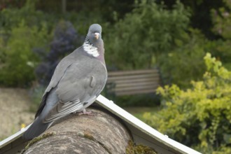 Wood pigeon (Columba palumbus) adult garden bird on a house roof, England, United Kingdom
