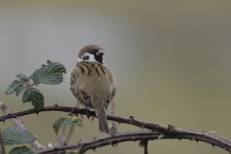 Tree sparrow (Passer montanus) adult bird on a bramble plant branch, England, United Kingdom
