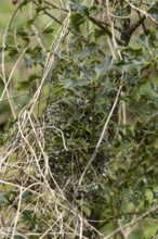 Long tailed tit (Aegithalos caudatus) birds nest in a holly tree in spring, England, United Kingdom