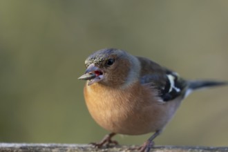 Eurasian chaffinch (Fringilla coelebs) adult male garden bird feeding on a seed in winter, England,