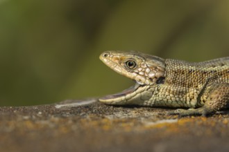 Common lizard (Zootoca vivipara) adult reptile yawning with its mouth open on a wooden sleeper in