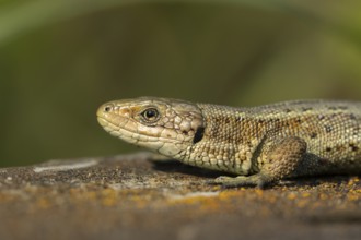 Common lizard (Zootoca vivipara) adult reptile on a wooden sleeper in summer, England, United