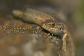 Common lizard (Zootoca vivipara) adult reptile basking on a wooden sleeper in summer, England,