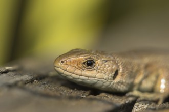 Common lizard (Zootoca vivipara) adult reptile head portrait in summer, England, United Kingdom