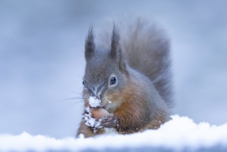 Red squirrel (Sciurus vulgaris) adult animal collecting a hazel nut in snow in winter, England,