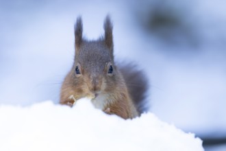 Red squirrel (Sciurus vulgaris) adult animal feeding on a nut in snow in winter, England, United