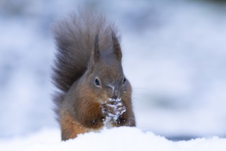 Red squirrel (Sciurus vulgaris) adult animal feeding on a hazel nut in snow in winter, England,