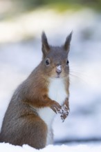 Red squirrel (Sciurus vulgaris) adult animal in a snow covered woodland in winter, England, United