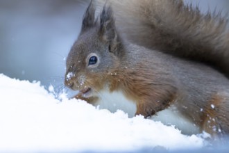 Red squirrel (Sciurus vulgaris) adult animal searching for food in a snow covered woodland in